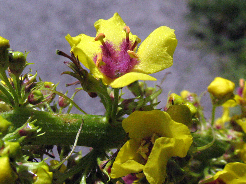 Verbascum alpinum Turra / Verbasco alpino